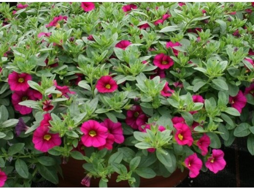 Калибрахоа "Kali Magenta" (Декоративное кашпо 5,0л.) Калибрахоа "Kali Magenta" (Декоративное кашпо 5,0л.)