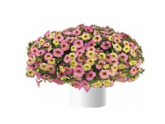 Калибрахоа "Ombre Pink" (Декоративное кашпо 5,0л.)