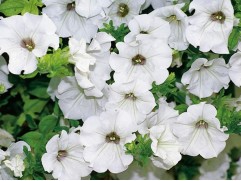 Петуния ампельная "Surfinia White" (Декоративное кашпо 5,0л.)