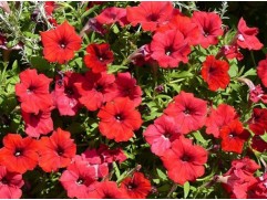 Петуния ампельная "Surfinia Deep Red" (Декоративное кашпо 5,0л.)