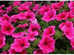 Петуния ампельная "Surfinia Hot Pink" (Декоративное кашпо 5,0л.)