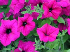 Петуния ампельная "Surfinia Purple" (Декоративное кашпо 5,0л.)