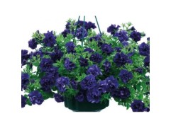 Петуния ампельная "Tumbelina Belinda" (Декоративное кашпо 5,0л.)