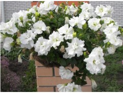 Петуния ампельная "Tumbelina Diana" (Декоративное кашпо 5,0л.)