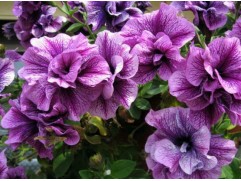 Петуния ампельная "Tumbelina Priscilla" (Декоративное кашпо 5,0л.)