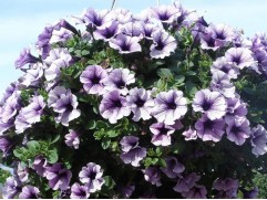 Петуния ампельная Surfinia "Compact Purple Vein" (Декоративное кашпо 5,0л.)