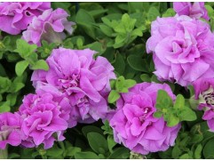 Петуния ампельная Surfinia "Double Lilac" (Декоративное кашпо 5,0л.)