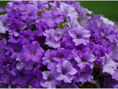 Петуния ампельная Surfinia "Heavenly Blue" (Декоративное кашпо 5,0л.)