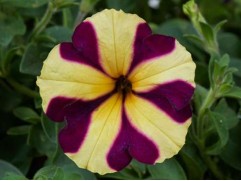 Петуния ампельная "Amore Heart & Soul" (Декоративное кашпо 5,0л.)