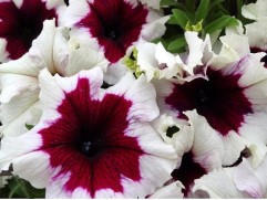 Петуния Ампельная "Ordy Purple Picotee" (Декоративное кашпо 5,0л.)