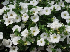 Петуния ампельная "Surfinia Snow" (Декоративное кашпо 5,0л.)