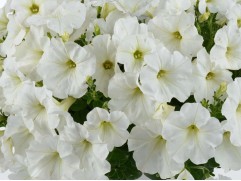 Петуния ампельная "Capella White" (Декортивное кашпо 5,0л.)