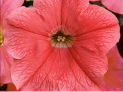 Петуния ампельная "Fanfare Salmon" (Декоративное кашпо 5,0л.)