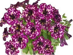 Петуния ампельная "Galaxy Lilac" (Декоративное кашпо 5,0л.)