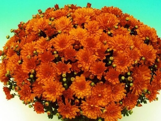 Хризантема мультифлора "Branbeach Orange" (Контейнер 3,0л.) Хризантема мультифлора "Branbeach Orange" (Контейнер 3,0л.)