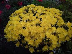 Хризантема мультифлора "Brancrown" (Контейнер 3,0л.)