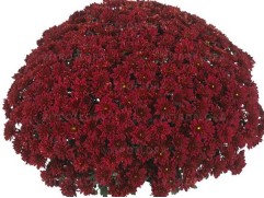 Хризантема мультифлора "Cheer Red" (Контейнер 3,0л.)