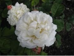 Роза английская "Winchester Cathedral" (Контейнер 5,0л)