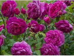 Роза английская "Young Lycidas" (Контейнер 5,0л.)