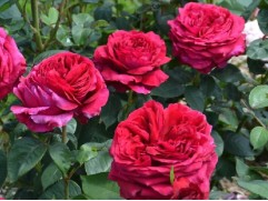 Роза флорибунда "4 Vents" (Контейнер 5,0л)