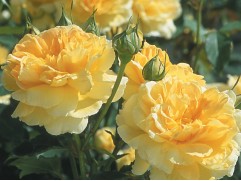 Роза английская "Molineux" (Контейнер 5,0л)