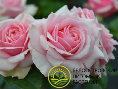 Роза спрей "Satori" (Контейнер 5,0л)