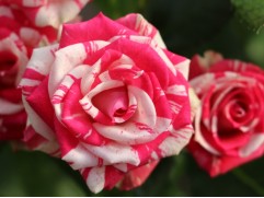 Роза миниатюрная "Fireworks" (Контейнер 5,0л.)