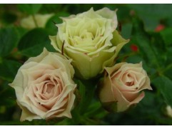 Роза миниатюрная "Green Diamond" (Контейнер 5,0л.)