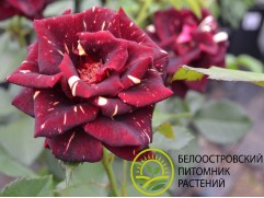 Роза штамбовая "Hocus Pocus" (Контейнер 11,0л.)