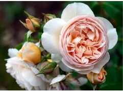 Роза штамбовая "Juliet" (Контейнер 10,0л)