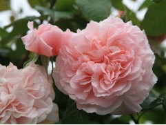 Роза плетистая "Rose de Tolbiac" (Контейнер 5,0л)