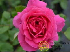 Роза плетистая "Laguna" (Контейнер 5,0л.)