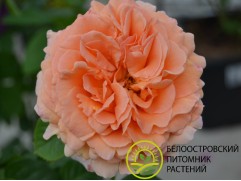 Роза плетистая "Polka" (Контейнер 5,0л.)