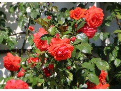 Роза плетистая "Salita" (Контейнер 5,0л.)