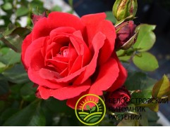 Роза плетистая "Sympathie" (Контейнер 5,0л.)