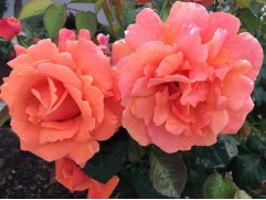 Роза плетистая "Alibaba" (Контейнер 5,0л)