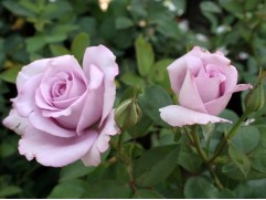 Роза плетистая "Blue Moon" (Контейнер 5,0л)