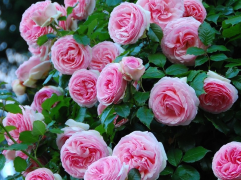 Роза плетистая "Pierre de Ronsard" (Контейнер 4,0л.)