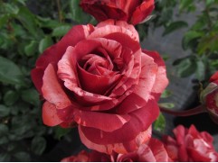 Роза плетистая "Brownie" (Контейнер 5,0л.)