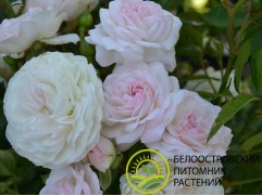 Роза шраб "White Meidiland" (Контейнер 5,0л.)