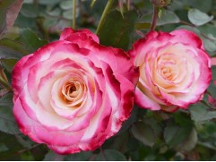 Роза шраб "Patte de Velours" (Контейнер 5,0л.)