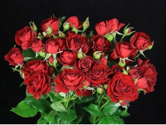 Роза спрей "Red Bubbles" (Контейнер 5,0л)