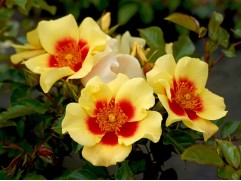 Роза флорибунда "Eye of the Tiger" (Контейнер 5,0л)