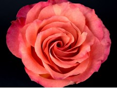 Роза чайно-гибридная "Big Fun" (Контейнер 5,0л)