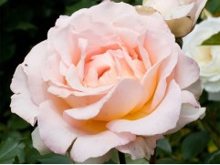 Роза чайно-гибридная "Ville de Fontenay-aux-Roses" (Контейнер 5,0л.)