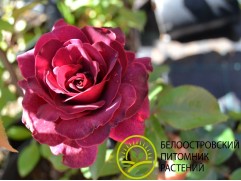 Роза флорибунда"Burgundy Ice" (Контейнер 5,0л)