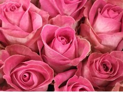 Роза чайно-гибридная "Candy Avalanche" (Контейнер 5,0л)