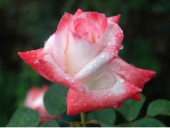 Роза чайно-гибридная "Blush" (Контейнер 5,0л)