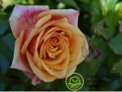 Роза чайно-гибридная "Cherry Brandy" (Контейнер 4,0л.)