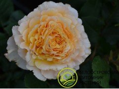 Роза чайно-гибридная "Campanella Peach" (Контейнер 5,0л.)